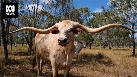 breed it raw net|RM Williams made Texas longhorns familiar to Australia but .